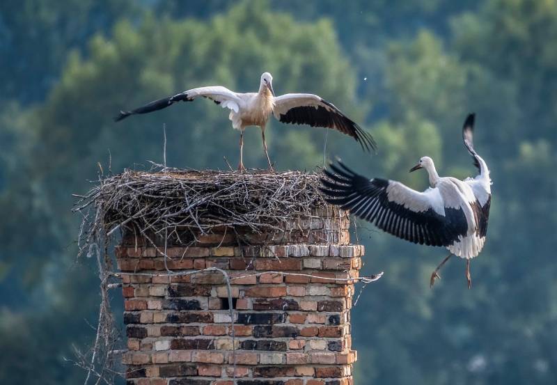 Expert Chimney Animal Removal in Lawrence, MA Professional Chimney Animal Removal Services in Lawrence, Massachusetts