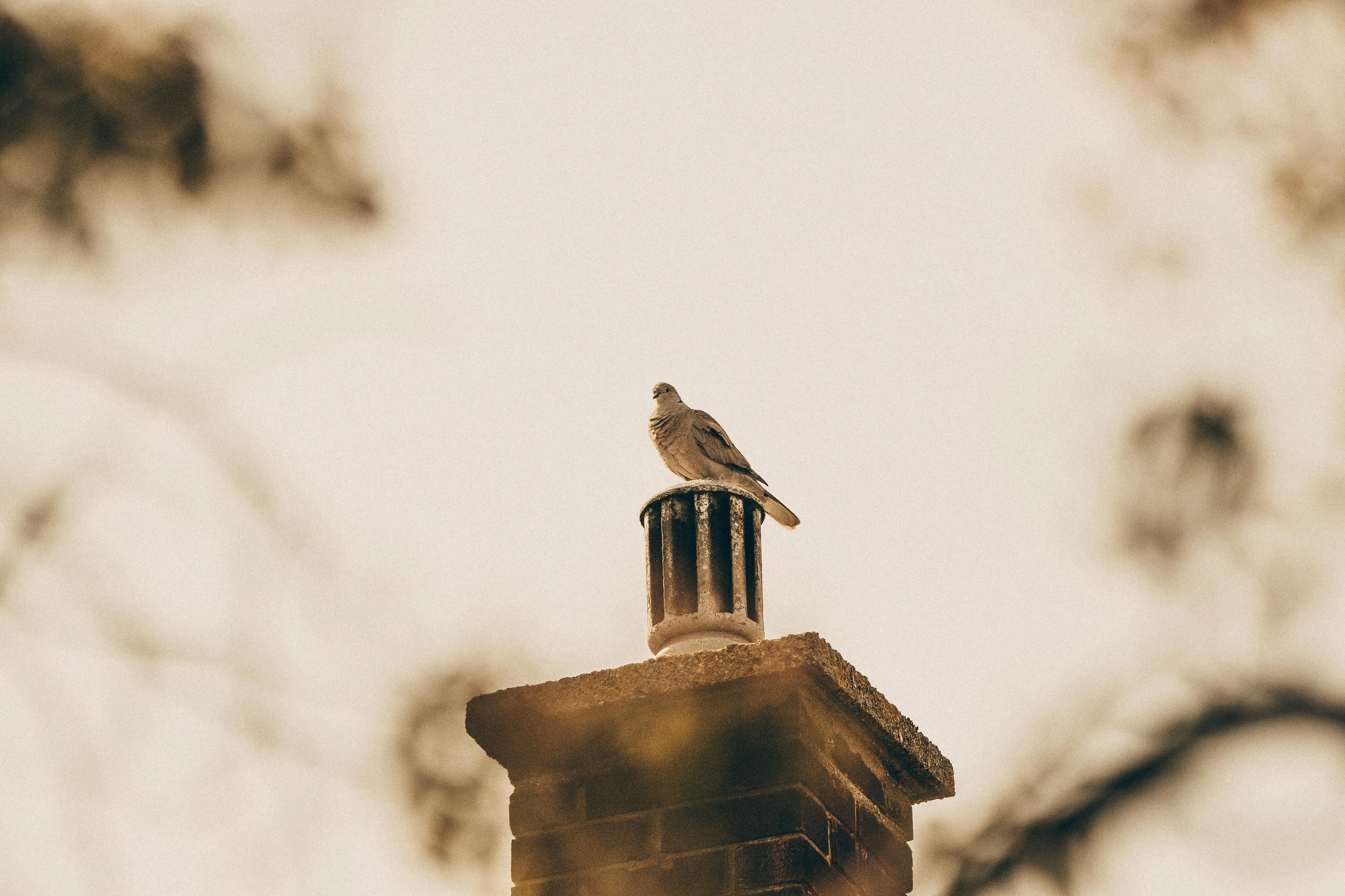 Quality Chimney Caps and Dampers Installation in Lawrence, MA Professional Chimney Cap and Damper In Lawrence Massachusetts